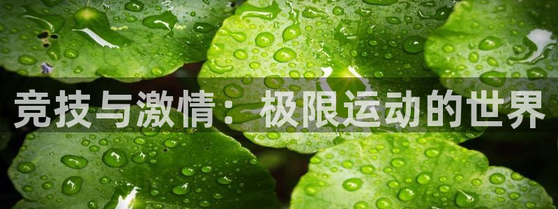 3377体育官网下载招商电话号码查询：竞技与激情：极